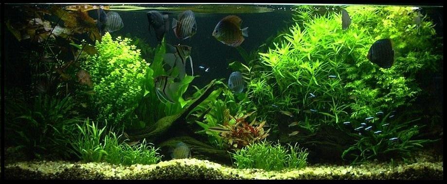 Akwarium z rybkami i roślinami